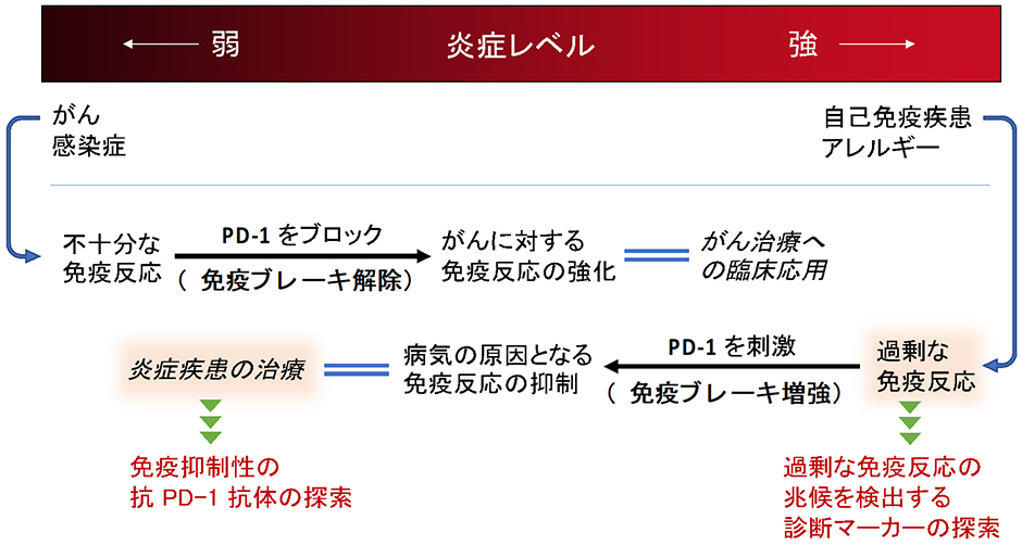 免疫制御による疾患の治療