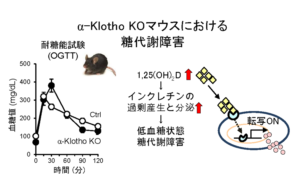 α-klotho KOマウスにおける糖代謝障害