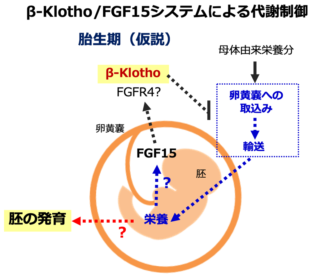 β-Klotho/FGF15システムによる代謝制御