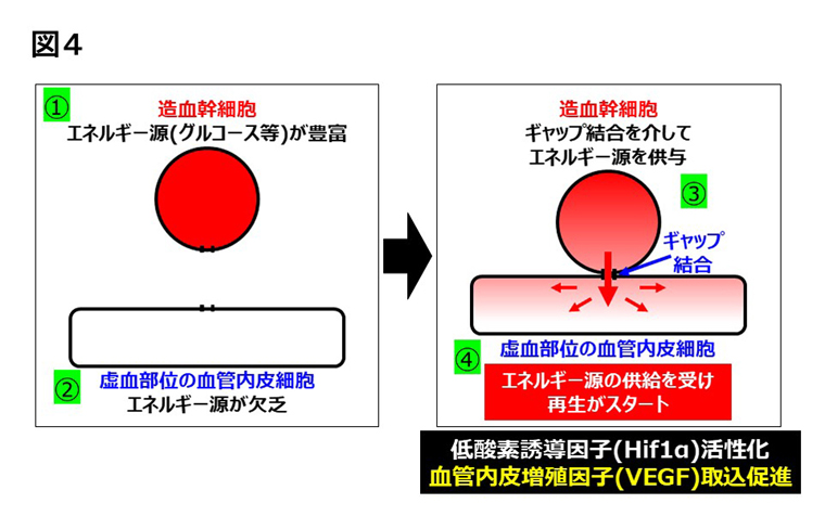 図4 造血幹細胞による血管再生促進メカニズムの同定