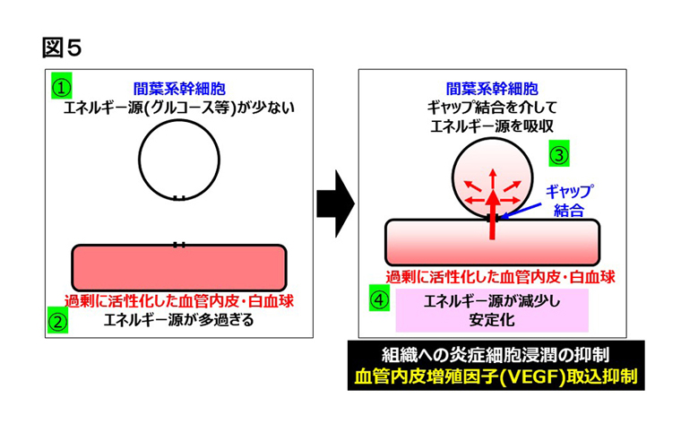図5 間葉系幹細胞の再生促進メカニズムの同定