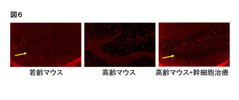 図6 幹細胞治療による海馬神経再生の活性化