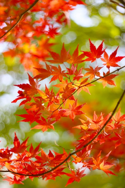 MapleLeaf MapleLeaf