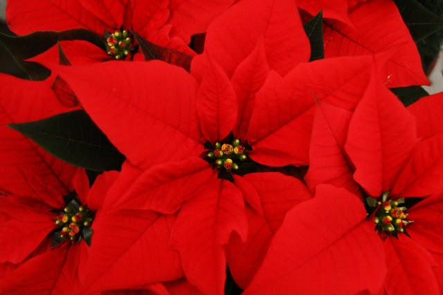 Poinsettia