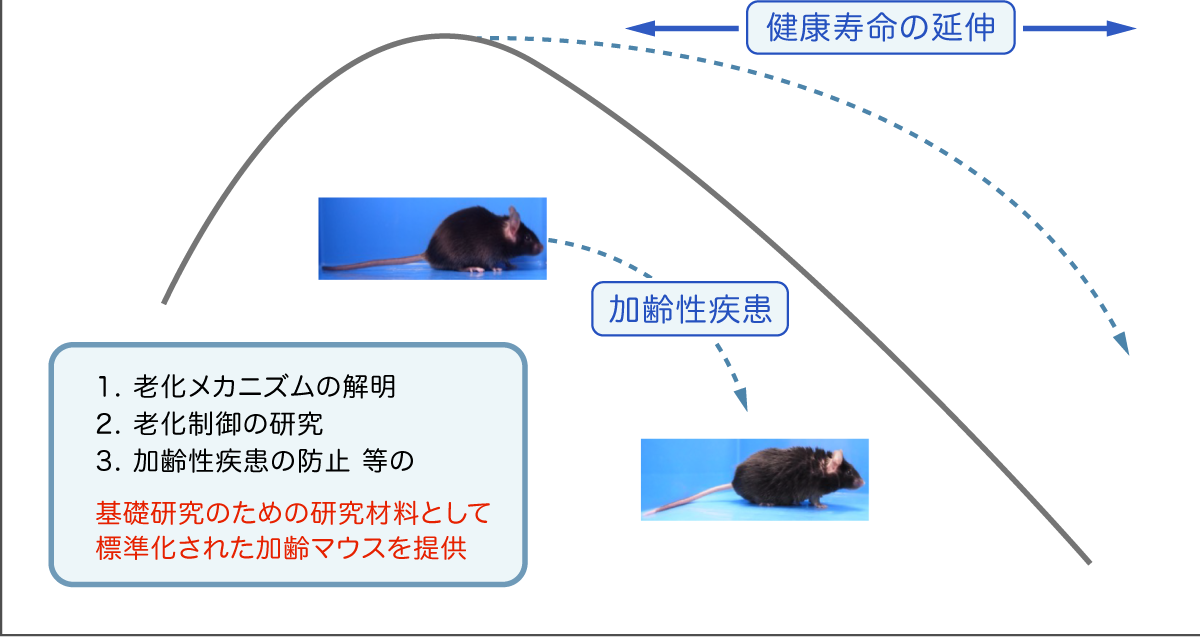 加齢マウスとは