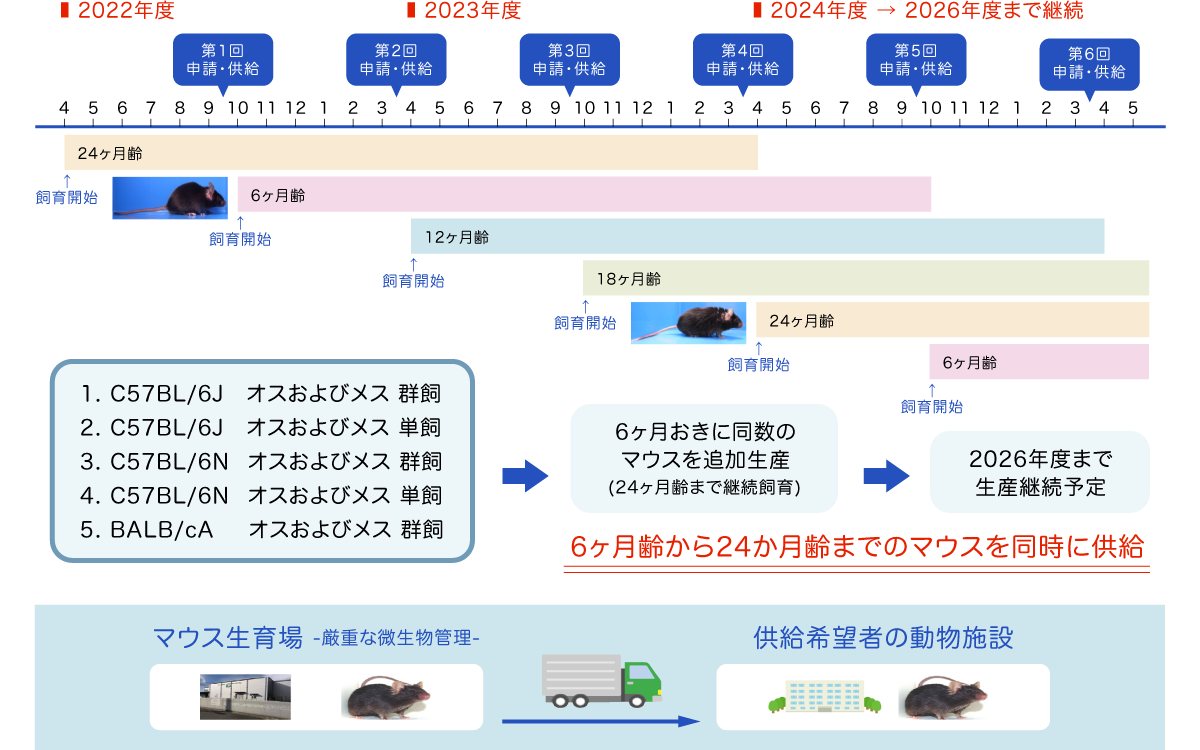 加齢マウス供給体制